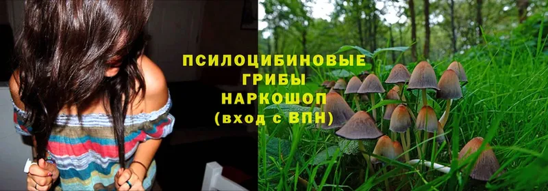 закладка  Моршанск  Галлюциногенные грибы Psilocybe 